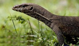 印度巨蜥爆料视频网站,揭秘神秘生物世界